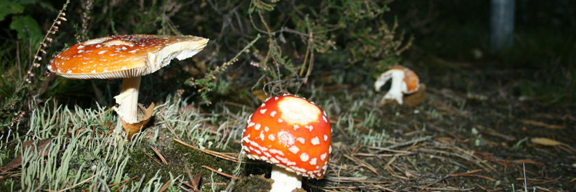 Pilze beim Laufen im Herbst